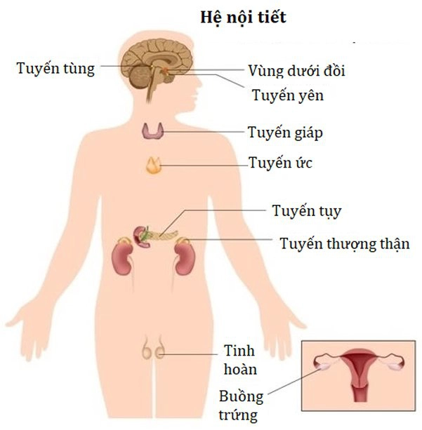 Các tuyến nằm trong hệ nội tiết