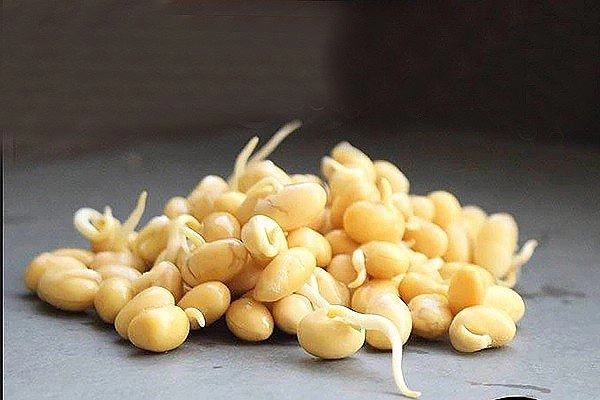 Mầm đậu nành
