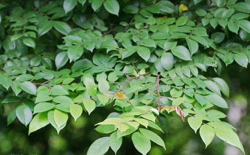 cách trị nổi mề đay cho trẻ