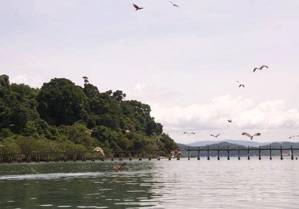 Chim biển chờ ăn Chim biển chờ ăn