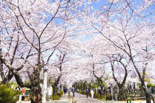 Ảnh: Sen Nokou / Flickr Ảnh: Sen Nokou / Flickr