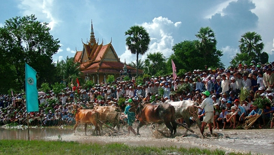 Lễ hội đua bò Bảy Núi, An Giang - iVIVU.com