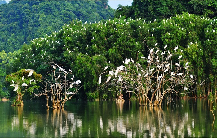 Khu vườn chim