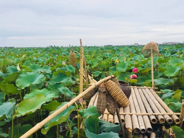 Cận cảnh đầm sen đang mùa nở rộ tại Thái Bình. (Ảnh: Viet Tien Nguyen) Cận cảnh đầm sen đang mùa nở rộ tại Thái Bình. (Ảnh: Viet Tien Nguyen)