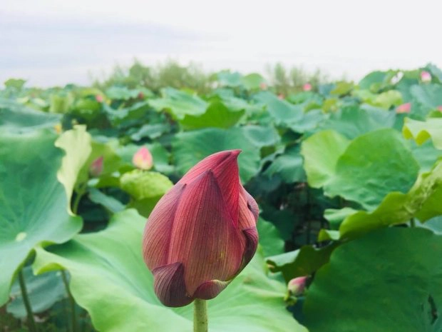 “Đầm sen đẹp lung linh, một địa điểm thích hợp để sống ảo. Có thể mua luôn hoa tại đầm để chụp ảnh.” - Facebook Nguyen Viet Tien chia sẻ chân thực. “Đầm sen đẹp lung linh, một địa điểm thích hợp để sống ảo. Có thể mua luôn hoa tại đầm để chụp ảnh.” - Facebook Nguyen Viet Tien chia sẻ chân thực.