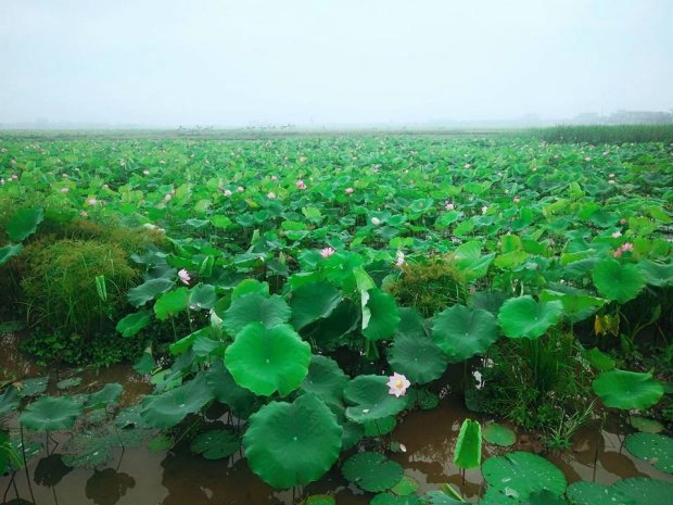 Khung cảnh mênh mông, xanh mát, đẹp khó cưỡng tại đầm sen Vũ Tây, Thái Bình. (Ảnh: Bùi Lê Duẩn) Khung cảnh mênh mông, xanh mát, đẹp khó cưỡng tại đầm sen Vũ Tây, Thái Bình. (Ảnh: Bùi Lê Duẩn)