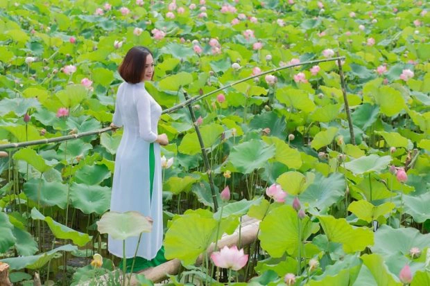 Đầm sen như một nét chấm phá nằm trong lòng quê hương lúa Thái Bình. Đầm sen như một nét chấm phá nằm trong lòng quê hương lúa Thái Bình.