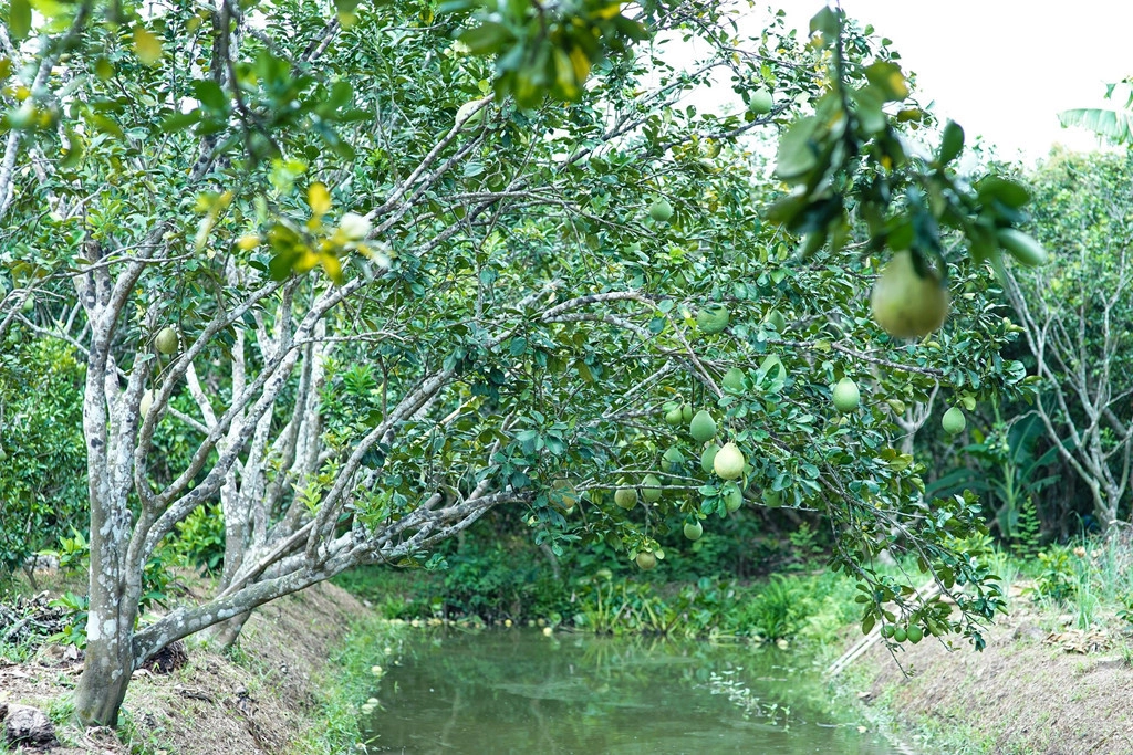 Những miệt vườn trù phú là địa điểm du khách không thể bỏ qua khi ghé thăm Cần Thơ. Tại những khu miệt vườn nổi tiếng như Mỹ Khánh, 9 Hồng... du khách sẽ có dịp tham quan vườn trái cây sai trĩu các loại quả như mận, xoài, chôm chôm, mít, sầu riêng, nghe đờn ca tài tử, mua trái cây tươi hái trực tiếp tại vườn. Ảnh: Christy Bảo Châu.