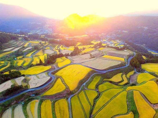 Ruộng lúa ở Tosa, Nhật Bản: Những ruộng lúa chín vàng trải dài khắp vùng núi ở Tosa được ví như một bức tranh của Van Gogh tại Nhật Bản.