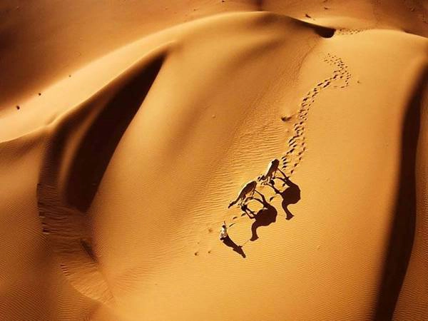 Sa mạc Liwa, Abu Dhabi, UAE: Giữa sa mạc khô cằn là hình ảnh của sự sống.