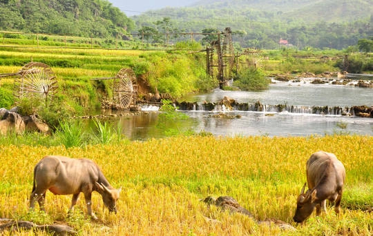 Vẻ đẹp hoang sơ, mộc mạc của Pù Luông khiến bao du khách lạc lối khi tới đây