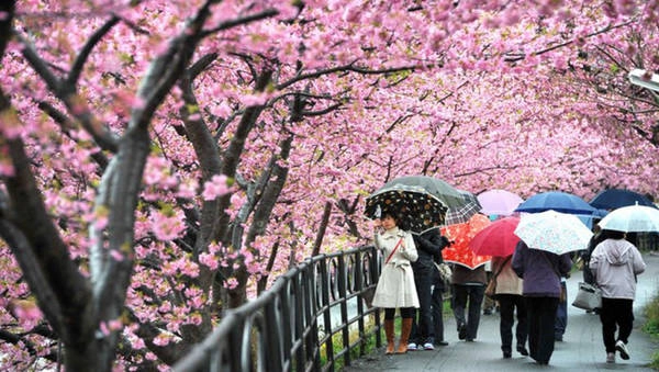 Khi đi ngắm hoa mọi người cũng không quên lưu lại vài tấm hình đẹp chụp cùng hoa để đặng còn khoe cùng bè bạn.