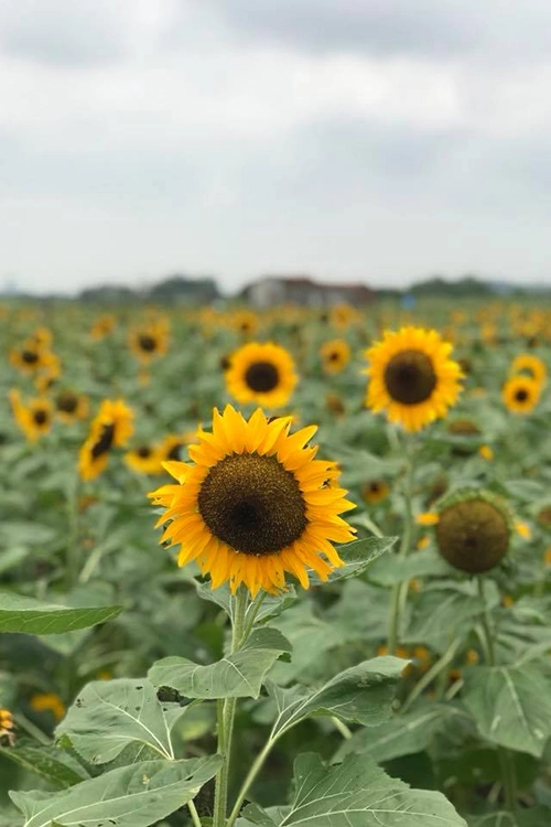 Chủ vườn hoa là anh Lê Văn Dương (phường Đa Mai, TP Bắc Giang). Anh cho biết, vì yêu thích loài hoa này mà anh đã đầu tư trồng, nâng cấp vườn thành phim trường chụp ảnh cưới. Rút kinh nghiệm từ đợt trồng đầu tiên, anh Dương cho hay: "Hoa chỉ nở được khoảng 15 ngày là tàn. Những đợt sau tôi chia làm 3 đợt trồng để lúc nào cũng có hoa phục vụ nhu cầu khách". Chủ vườn hoa là anh Lê Văn Dương (phường Đa Mai, TP Bắc Giang). Anh cho biết, vì yêu thích loài hoa này mà anh đã đầu tư trồng, nâng cấp vườn thành phim trường chụp ảnh cưới. Rút kinh nghiệm từ đợt trồng đầu tiên, anh Dương cho hay: "Hoa chỉ nở được khoảng 15 ngày là tàn. Những đợt sau tôi chia làm 3 đợt trồng để lúc nào cũng có hoa phục vụ nhu cầu khách".