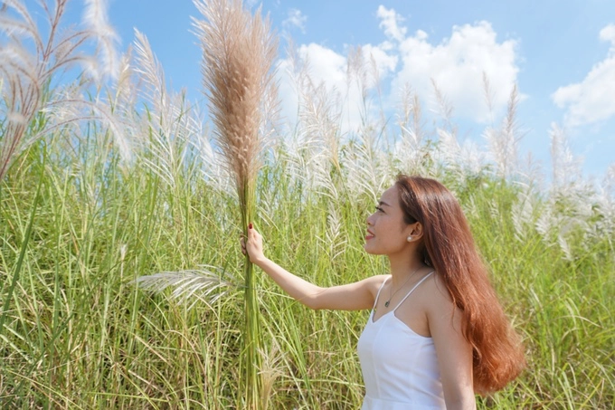 Tô Ái Diễm (27 tuổi) đến chụp ảnh với hoa lau từ sáng sớm. Cô từng chụp ảnh ở đồng cỏ lau giữa sông Trà Khúc năm trước. "Lau có vẻ đẹp giản dị, dân dã mà em rất thích. Năm nay em tranh thủ chụp bộ ảnh trước khi hết mùa. Làm bộ ảnh không khó vì hoa lau tràn ngập khắp nơi", cô nói.