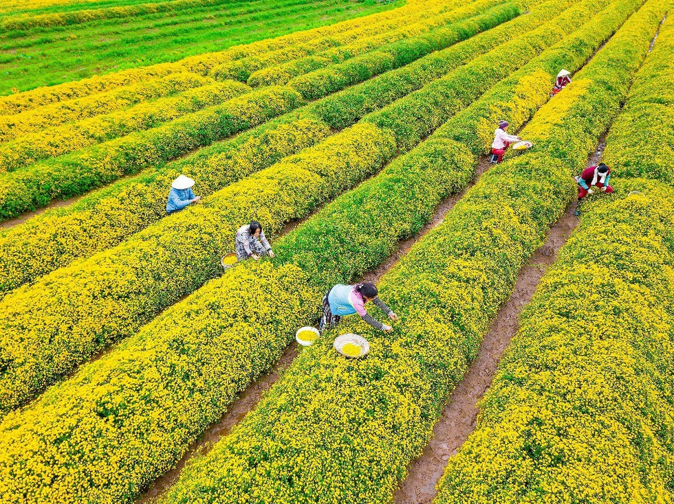 Cúc chi vàng rực hút hồn du khách ghé thăm - Ảnh: NGUYỄN TÙNG DƯƠNG