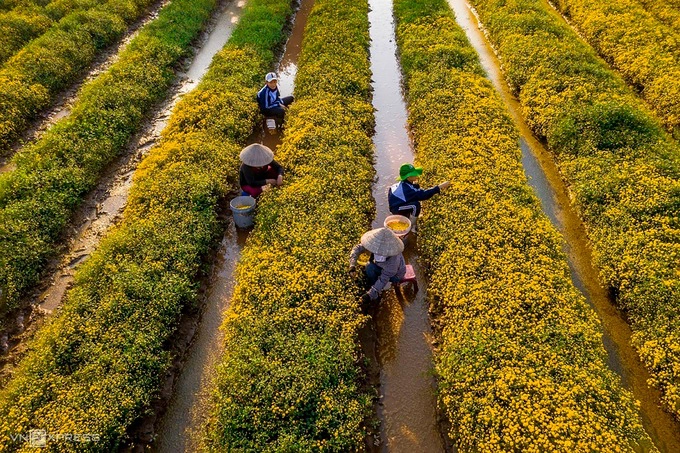 Người dân thu hoạch ngay lúc hoa nở rộ, không còn nụ nhưng chưa tàn. Trong mùa hoa, có những gia đình phải thuê cả chục người hái cùng lúc để thu được sản phẩm đạt chất lượng.  Nhiếp ảnh gia Phạm Ngọc Thạch (Hà Nội), tác giả bộ ảnh, dẫn lời những người nông dân cho biết mùa cúc chi kéo dài khoảng 20 ngày, thường vào Tết Dương lịch.