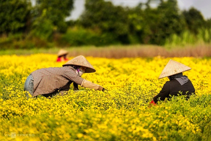 Người dân cho biết, chỉ có hoa cúc trồng ở đây mới tạo ra vị đặc trưng và sản lượng lớn. Nhiều nơi đã đưa hoa về trồng thử nhưng nở to như cái chén, không mùi hương.