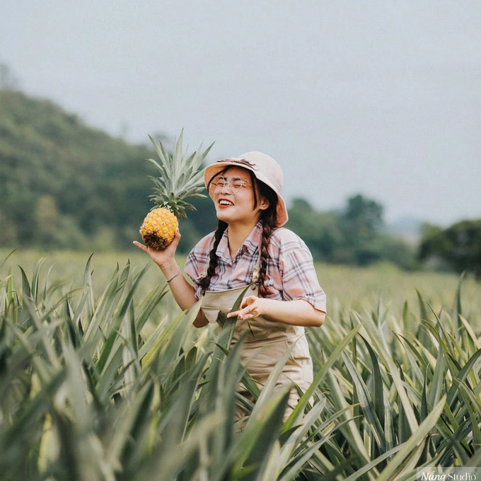 Bạn có thể thoả thuận với các chủ vuờn để trải nghiệm hái dứa và ăn ngay tại chỗ. Ảnh: @loanphamn.