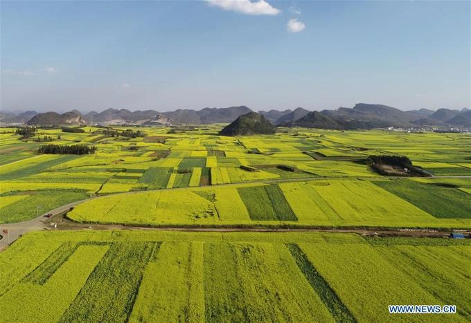 Mùa xuân ở Trung Quốc không chỉ bừng nở các loài hoa đào hay mơ, mận mà còn là thời điểm cho nhiều loài hoa khác khoe sắc. Một trong số đó là hoa cải vàng, loài hoa mang đậm tính "hương đồng gió nội".