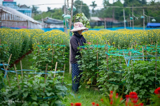 Làng hoa thuộc phường Chánh Lộ mới phát triển vài năm gần đây, là nơi tập kết nhiều hoa nhất Quảng Ngãi dịp Tết.