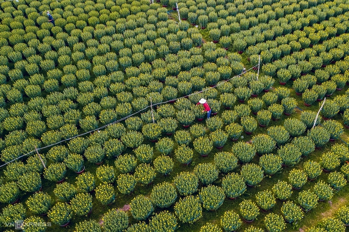 Ngoài các địa danh trên, du khách tới Quảng Ngãi thời gian này có thể tham quan làng hoa cúc lớn nhất miền Trung tại huyện Tư Nghĩa và Mộ Đức. Tại trung tâm thành phố, hoa kiểng được tập kết, bày bán tại khu vực quảng trường trên đường Phạm Văn Đồng.