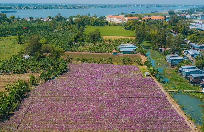 Cánh đồng hoa dừa cạn nằm kề bên những thửa ruộng của ấp Hậu Giang 1, xã Tân Hòa, huyện Phú Tân, An Giang những ngày này đang nở rộ.  Từ trên cao, có thể thấy đồng hoa này nằm bên bờ phải sông Hậu.Nước tưới cho cánh đồng được dẫn từ con kênh đằng sau khu dân cư.