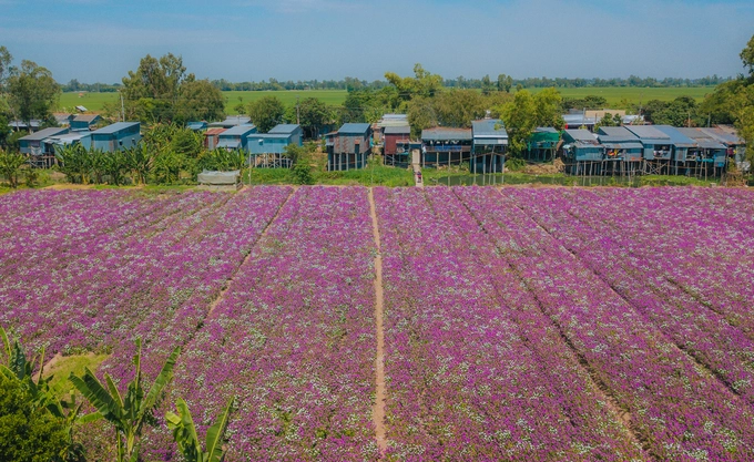 Đồng hoa dừa khoe sắc hồng và trắng trước những ngôi nhà của khu dân cư xã Tân Hoà. Những thửa hoa trồng nối tiếp nhau và có lối đi giữa các thửa để người dân vào chăm sóc.