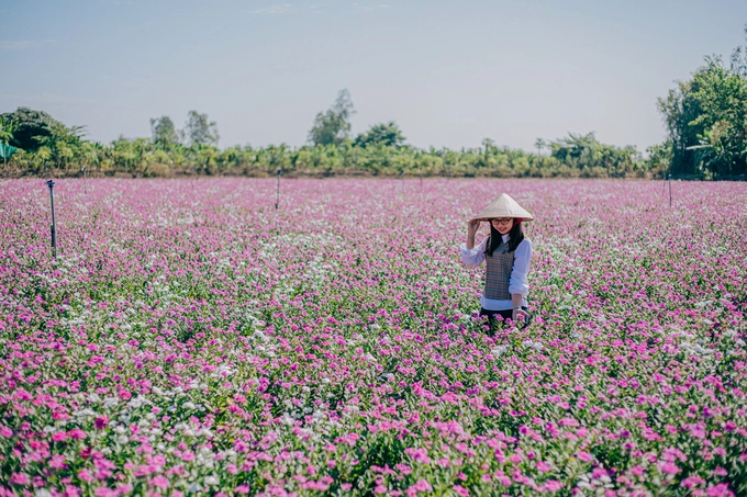 Vẻ đẹp của đồng hoa đã thu hút nhiều bạn trẻ đến check-in và các nhiếp ảnh gia đến sáng tác. Bạn Trúc Vi, đến từ TP Long Xuyên, chụp ảnh tại lối đi giữa các thửa hoa dừa cạn.