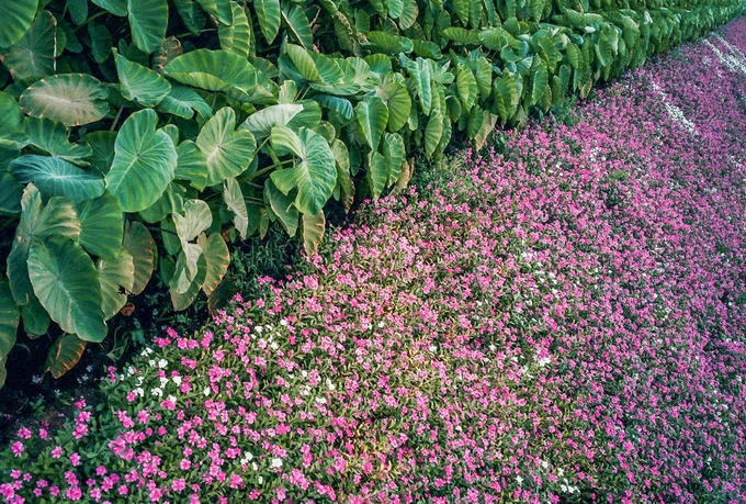 Lối đi ngăn cách giữa thửa dừa cạn và cây môn nước, loại khoai được trồng lấy củ. Dừa cạn dễ trồng và chịu hạn tốt, hoa thường có hai màu là tím hồng và trắng. Người dân thường xuống giống dừa cạn vào tháng 11 âm lịch và thu hoạch vào tháng 4 năm sau. Việc thu hoạch cây, lá và rễ để chế biến thuốc nam diễn ra trước mùa mưa (khoảng cuối tháng 4 đến hết tháng 10 hàng năm).