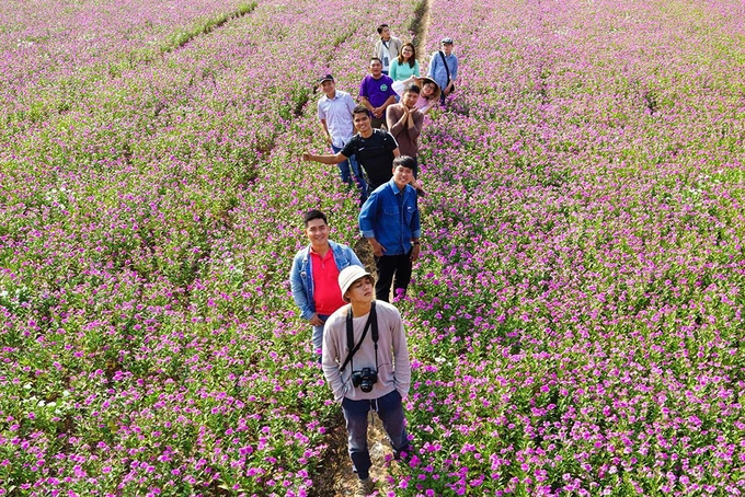Tuy nhiên, cũng theo anh Hùng, dừa cạn là cây thân gỗ, được trồng thưa, đủ khoảng cách để có thể bước vào. Khi chụp ảnh, bạn nên cẩn thận không giẫm đạp lên hoa cũng như bứt hoa, bẻ cành tạo dáng.