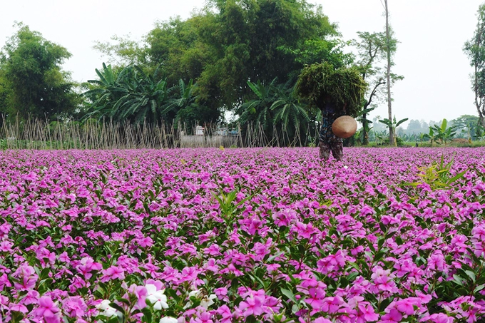 Để đến được đây, bạn có thể chạy theo quốc lộ 91 giữa Long Xuyên và Châu Đốc rồi hỏi đường qua phà Năng Gù. Phà cập bến, bạn chạy thêm khoảng 500 m, nhìn phía bên phải sẽ thấy vườn hoa dừa thứ nhất. Chạy thêm khoảng 2 km nhìn bên phải sẽ tiếp tục bắt gặp vườn hoa tiếp theo.  Cánh đồng hoa không thu phí tham quan, chụp ảnh. Bạn có thể kết hợp chuyến khám phá xứ thốt nốt cùng vườn hoa mới nổi này vào dịp cuối tuần và đừng quên thưởng thức món ngon đặc trưng của địa phương.