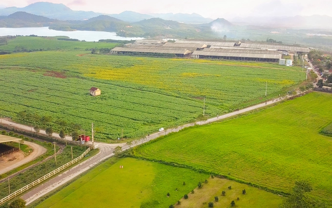 Hồi tháng 1, Nghệ An lần đầu tiên tổ chức lễ hội hướng dương tại Nghĩa Đàn. Sự kiện đã có hàng chục nghìn lượt du khách ở trong và ngoài tỉnh tìm về nơi đây để thưởng ngoạn.