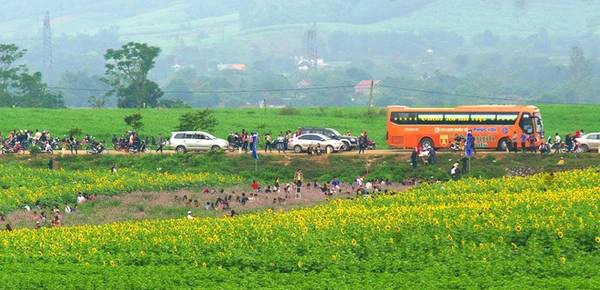 Có diện tích lên đến 60 ha, ngay từ đầu đường Hồ Chí Minh địa phận tỉnh Nghệ An, du khách đã có thể chiêm ngưỡng một phần cánh đồng hoa rộng mênh mông. Có diện tích lên đến 60 ha, ngay từ đầu đường Hồ Chí Minh địa phận tỉnh Nghệ An, du khách đã có thể chiêm ngưỡng một phần cánh đồng hoa rộng mênh mông.