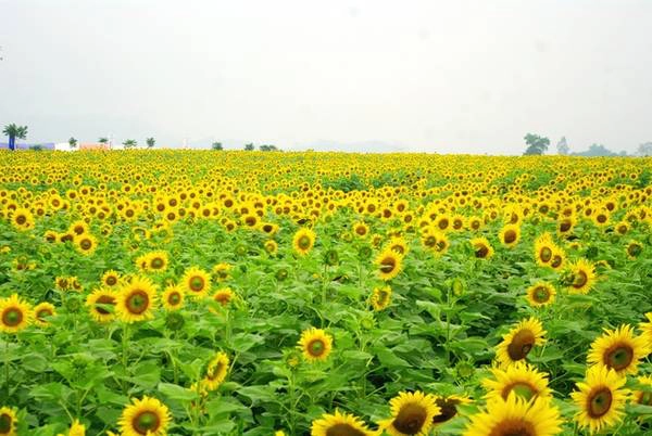 Màu vàng của cánh đồng hướng dương trải dài từ quả đồi này đến quả đồi khác, như là vô tận đến cuối chân trời. Màu vàng của cánh đồng hướng dương trải dài từ quả đồi này đến quả đồi khác, như là vô tận đến cuối chân trời.