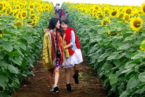 Những giây phút vui đùa của các bạn trẻ tại cánh đồng hướng dương Nghĩa Đàn. Những giây phút vui đùa của các bạn trẻ tại cánh đồng hướng dương Nghĩa Đàn.
