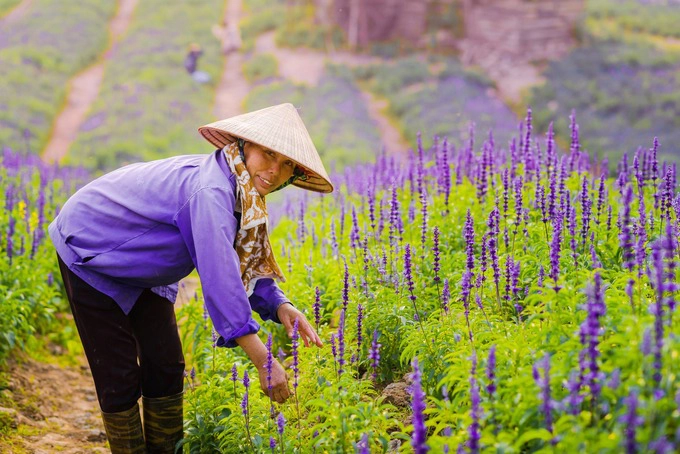 Khu vườn được các nhân viên chăm sóc hàng ngày. Vườn mang tên Thảo Nguyên Hoa, gần vườn nhãn Gia Lâm. Để đến đây, bạn xuất phát từ đê Long Biên rồi đi thêm chừng 1,5 km nữa theo hướng cầu Vĩnh Tuy, sau đó rẽ vào đường Thạch Cầu chừng một km nữa là tới.