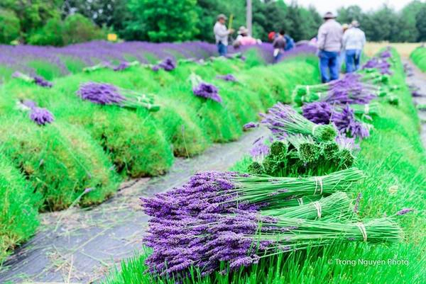 Giữa mùa hè là lúc các chủ nông trại bắt đầu thu hoạch oải hương. Ngoài một số vườn được dành lại phục vụ du khách tham quan, phần lớn các ruộng oải hương sẽ được chủ cùng đội công nhân người Mexico cắt hạ, bó lại để bán đi làm hoa tươi, hoặc chế biến các sản phẩm làm đẹp, sức khỏe từ tinh dầu oải hương. Giữa mùa hè là lúc các chủ nông trại bắt đầu thu hoạch oải hương. Ngoài một số vườn được dành lại phục vụ du khách tham quan, phần lớn các ruộng oải hương sẽ được chủ cùng đội công nhân người Mexico cắt hạ, bó lại để bán đi làm hoa tươi, hoặc chế biến các sản phẩm làm đẹp, sức khỏe từ tinh dầu oải hương.