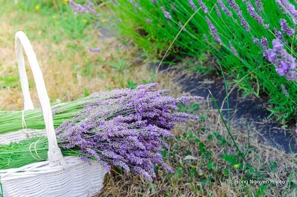 Chủ nông trại sẽ cung cấp đầy đủ dụng cụ như kéo, dây buộc, giỏ đựng để cắt và bó oải hương. Mức giá cho trải nghiệm thú vị này là 5 USD, du khách sẽ được tự do đi dọc các luống oải hương, cắt chọn và mang về nhà một bó theo ý muốn. Chủ nông trại sẽ cung cấp đầy đủ dụng cụ như kéo, dây buộc, giỏ đựng để cắt và bó oải hương. Mức giá cho trải nghiệm thú vị này là 5 USD, du khách sẽ được tự do đi dọc các luống oải hương, cắt chọn và mang về nhà một bó theo ý muốn.