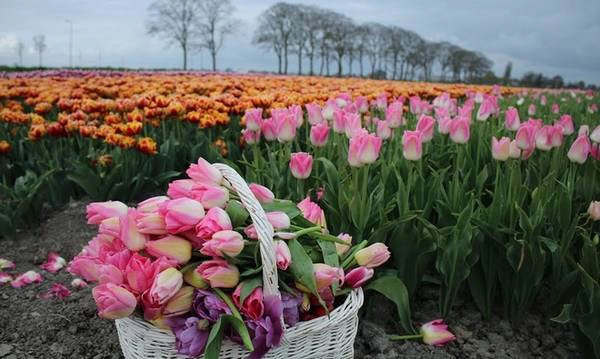 Làng Beemster ở Hà Lan nằm cách thủ đô Amsterdam 30 km về phía bắc. Đây là một làng quê thanh bình được UNESCO công nhận là nơi lấn biển đầu tiên nên đất đai rất màu mỡ phù hợp phát triển nông nghiệp như trồng hoa tulip, rau củ quả, nuôi bò sữa… Làng Beemster ở Hà Lan nằm cách thủ đô Amsterdam 30 km về phía bắc. Đây là một làng quê thanh bình được UNESCO công nhận là nơi lấn biển đầu tiên nên đất đai rất màu mỡ phù hợp phát triển nông nghiệp như trồng hoa tulip, rau củ quả, nuôi bò sữa…