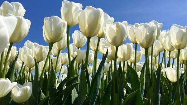 Tulip hay còn có tên khác là uất kim hương, có khoảng hơn 100 loại giống trên khắp thế giới. Hoa có bông đơn, bông kép… màu sắc đa dạng như đỏ, hồng, vàng, trắng... Tulip hay còn có tên khác là uất kim hương, có khoảng hơn 100 loại giống trên khắp thế giới. Hoa có bông đơn, bông kép… màu sắc đa dạng như đỏ, hồng, vàng, trắng...