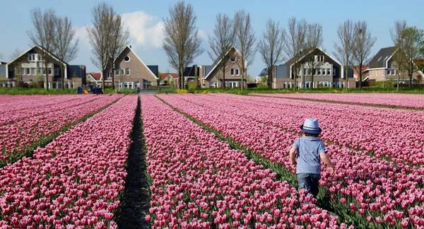 Bạn còn được thử trải nghiệm tham quan cánh đồng hoa tulip bằng máy bay trực thăng. Cảm giác nhìn cánh đồng hoa từ trên cao xuống giống như bức tranh đầy màu sắc, rất ấn tượng. Chi phí trải nghiệm này là 100 euro (2,5 triệu đồng) cho 10 phút hay 135 euro (3,3 triệu đồng) cho 15 phút. Bạn còn được thử trải nghiệm tham quan cánh đồng hoa tulip bằng máy bay trực thăng. Cảm giác nhìn cánh đồng hoa từ trên cao xuống giống như bức tranh đầy màu sắc, rất ấn tượng. Chi phí trải nghiệm này là 100 euro (2,5 triệu đồng) cho 10 phút hay 135 euro (3,3 triệu đồng) cho 15 phút.