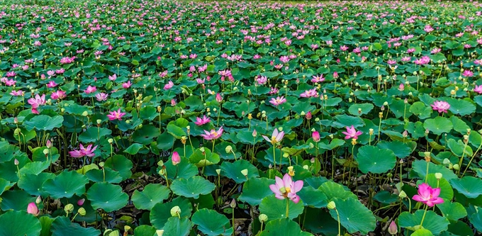 Từ Phan Rang bạn chạy hướng quốc lộ 1A hướng Ninh Phước, đoạn qua Phú Quý có biển hướng dẫn vào làng nghề dệt Mỹ Nghiệp. Từ đây, bạn chạy thêm khoảng một km sẽ đến. Cánh đồng sen nằm ở ngay trung tâm làng, có bãi giữ xe miễn phí. Từ Phan Rang bạn chạy hướng quốc lộ 1A hướng Ninh Phước, đoạn qua Phú Quý có biển hướng dẫn vào làng nghề dệt Mỹ Nghiệp. Từ đây, bạn chạy thêm khoảng một km sẽ đến. Cánh đồng sen nằm ở ngay trung tâm làng, có bãi giữ xe miễn phí.