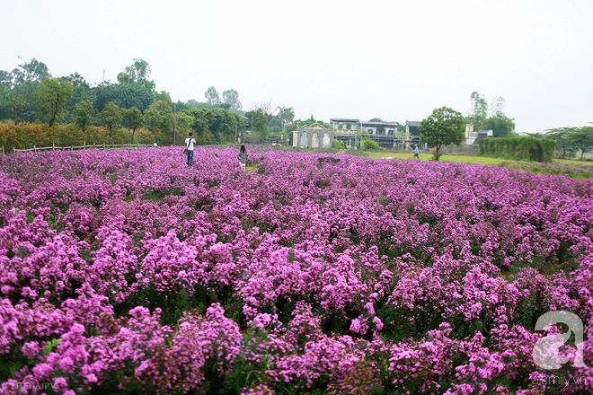 canh-dong-thach-thao-tim-lim-tim-khien-gioi-tre-ha-noi-me-man-ivivu-11