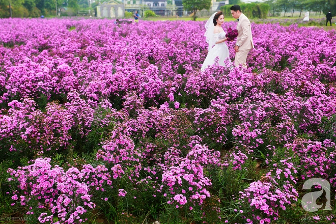 Nhiều cô dâu chú rể lựa chọn hoa thạch thảo là điểm nhấn không thể thiếu trong bộ ảnh cưới, kỷ niệm của mình.