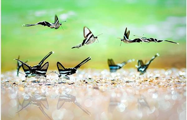 Đây là tác phẩm "Những cánh hoa rừng" của tác giả Lý Phú Tài. Tác giả cho biết, bức ảnh này được ông ghi được trong một lần đến rừng nguyên sinh Mã Đà, Đồng Nai. Trong ảnh là những con bướm đang tìm bạn tình mùa sinh sản.