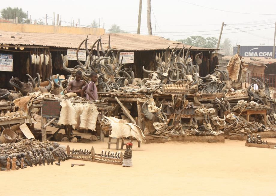 Thay vì bán thực phẩm và quần áo, chợ Akodessewa Fetish bán các loại xương động vật và một số thảo dược thông thường. Trong chợ, biển hiệu lác đác. Người ta bày hàng hóa trên những chiếc bàn gỗ nhếch nhác, phủ đầy bụi.