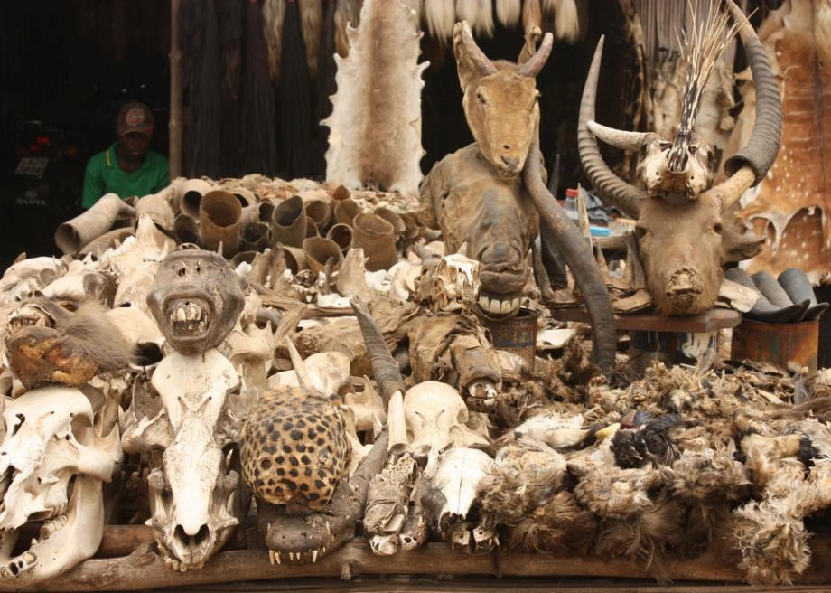 Thực tế, những động vật trong khu chợ có nguồn gốc từ nơi khác như Ghana, Burkina Faso, Benin hay Nigeria. Người dân địa phương không tự tay giết động vật.