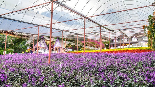 Ngoài những đồn điền chè và dâu, các trang trại trồng hoa nhiều màu sắc thì vườn oải hương Lavender Garden là một điểm đến không kém phần hấp dẫn của Cameron. Ảnh: flickr.com