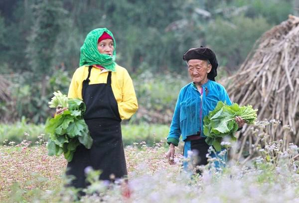 Năm nay, lễ hội hoa tam giác mạch có sự tham gia của 4 huyện vùng cao nguyên đá (Quản Bạ, Yên Minh, Đồng Văn, Mèo Vạc). Buổi lễ khai mạc với chủ đề “Đá nở hoa” sẽ diễn ra vào tối 15/10 tại sân vận động huyện Đồng Văn.