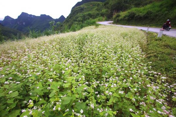 Giữa bốn bề núi đá, quanh năm sương mù bao phủ, thời tiết khô hạn, những con đường đổ dốc ngoằn nghèo chìm ngập trong thung lũng… lại xuất hiện vạt hoa tam giác mạch. Bức tranh phong cảnh mùa thu ở vùng biên viễn Hà Giang lại thêm nét vẽ bởi những mảng màu.